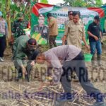 Sinergi TNI-POLRI-Perhutani Wujudkan Ketahanan Pangan Lewat Penanaman Jagung Di Songgon Polish_20250228_082322521